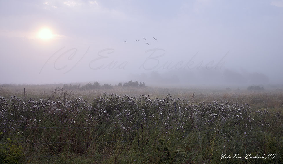 Foto av Eva Bucksch